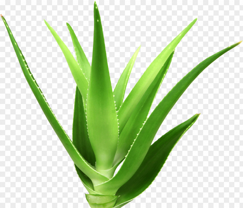 Plant Aloe Vera Royalty-free PNG