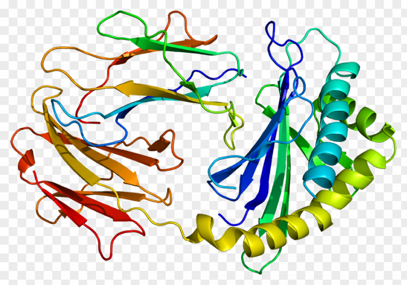 Protein Antibody Immunoglobulin G Fc Receptor FCGRT PNG