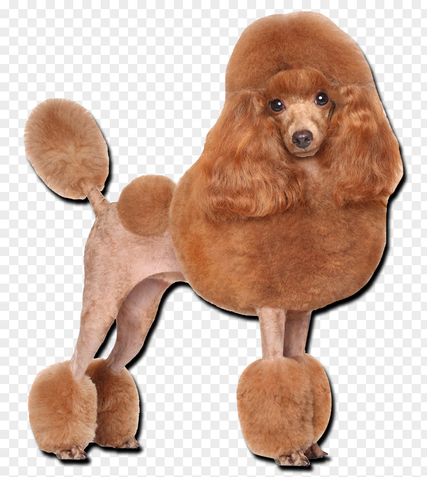 Puppy Toy Poodle Miniature Standard PNG