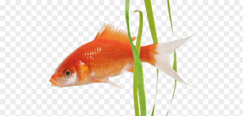 Aquarelle Bretagne Goldfish Feeder Fish Freshwater Aquarium Fin PNG