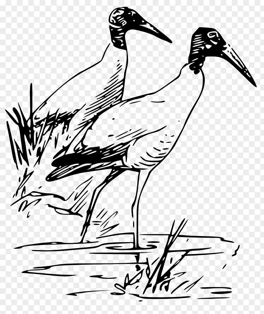 Bird Drawing Wood Stork Ibis Clip Art PNG