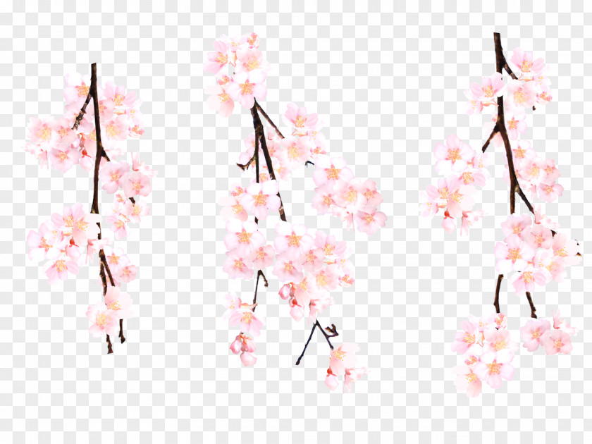 Cherry Blossoms Pink Blossom Flower PNG
