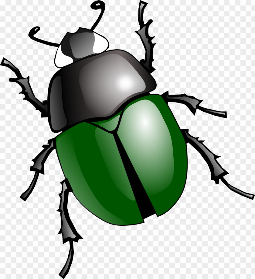 Darkling Beetles Elephant Beetle Cartoon PNG