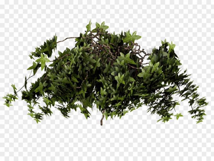 Ivy Poison Texture Mapping Plant PNG