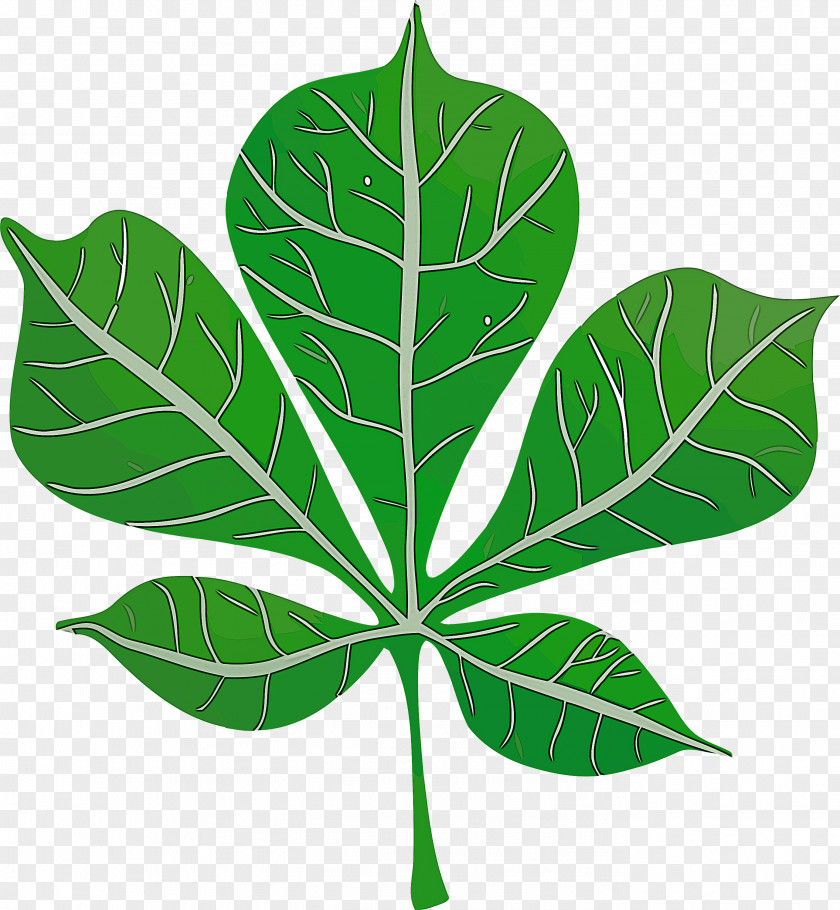 Leaf Plant Stem Herbal Medicine Plants Science PNG