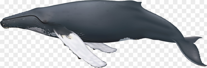 Minke Whale Humpback Sei Cetaceans Blue PNG
