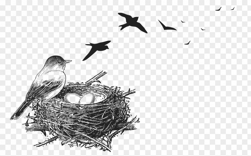 Nido Vector Graphics Bird Nest Stock Photography PNG