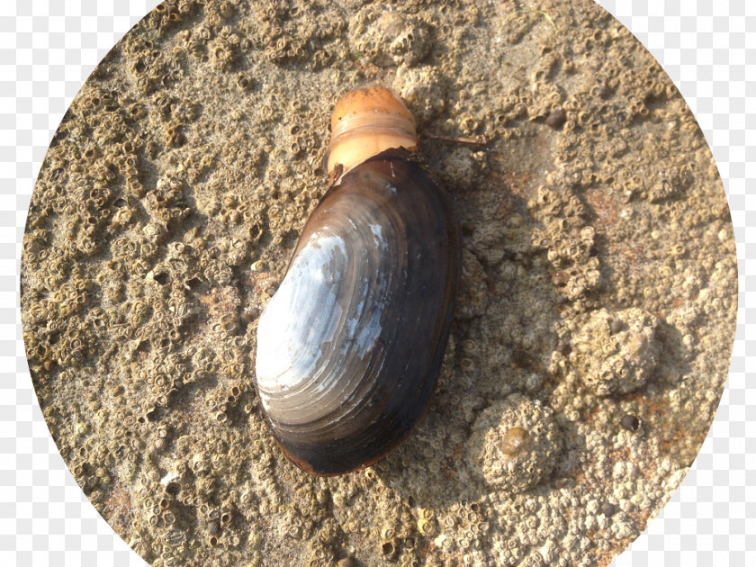 Snail Clam Sea Soil PNG