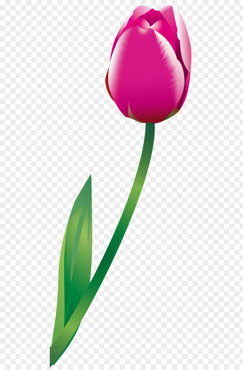 Tulip Rosaceae Petal Clip Art PNG