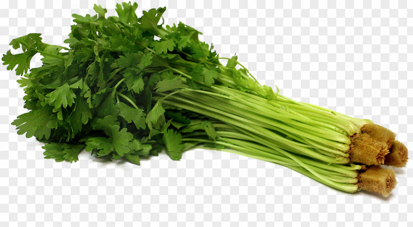 Vegetable Parsley Celery Seed Hydroponics PNG