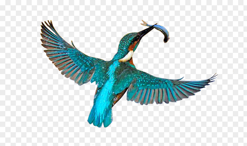 Birds Common Kingfisher Belted Sacred PNG