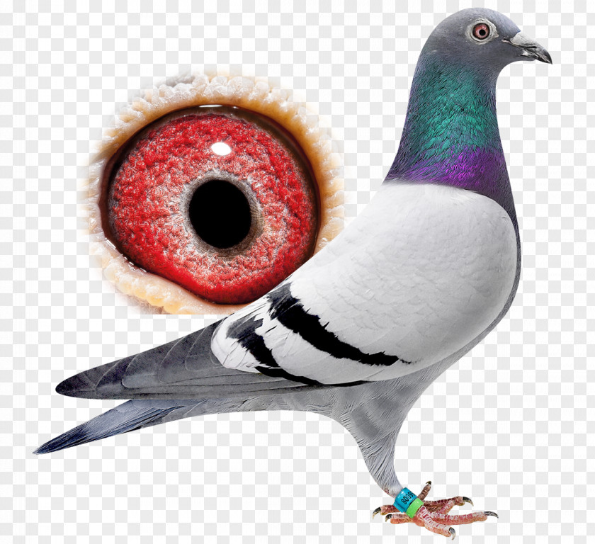 Pigeon Plum Biset Pigeons And Doves 0 Bird Travel Auction PNG