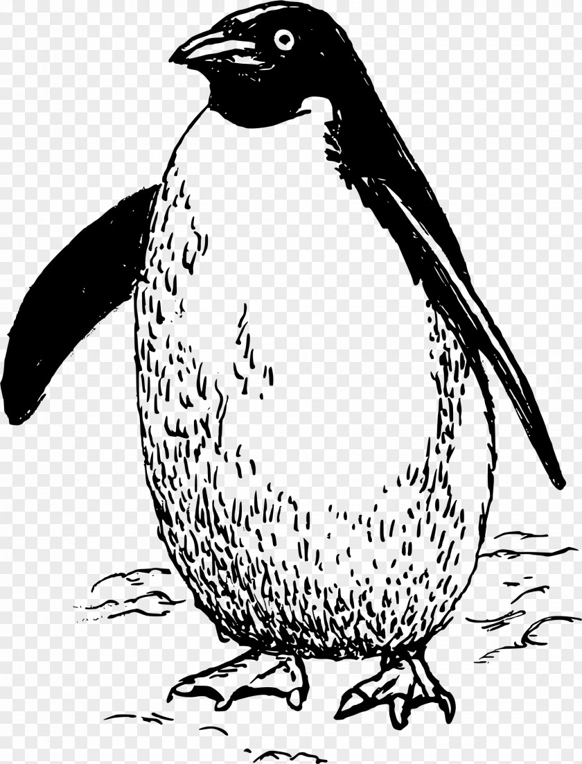 Pinguin Penguin Line Art Clip PNG