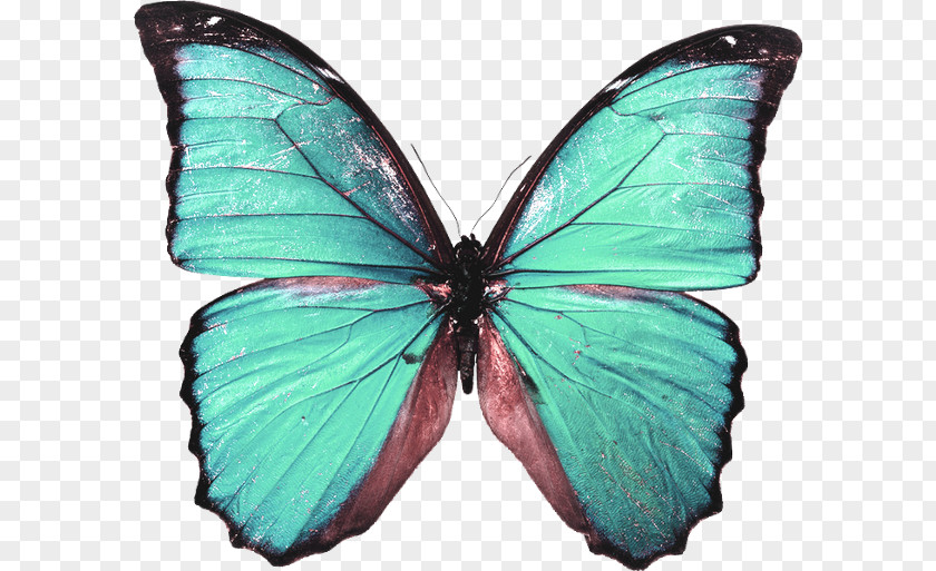 Butterfly Decorative Arts Design Poster PNG