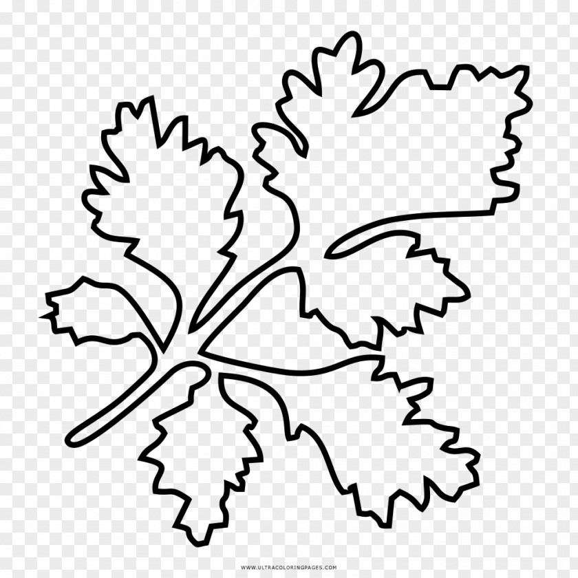 Child Drawing Coloring Book Parsley Line Art PNG