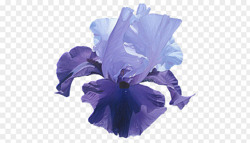 Flower Irises Houshang's Gallery Clip Art PNG