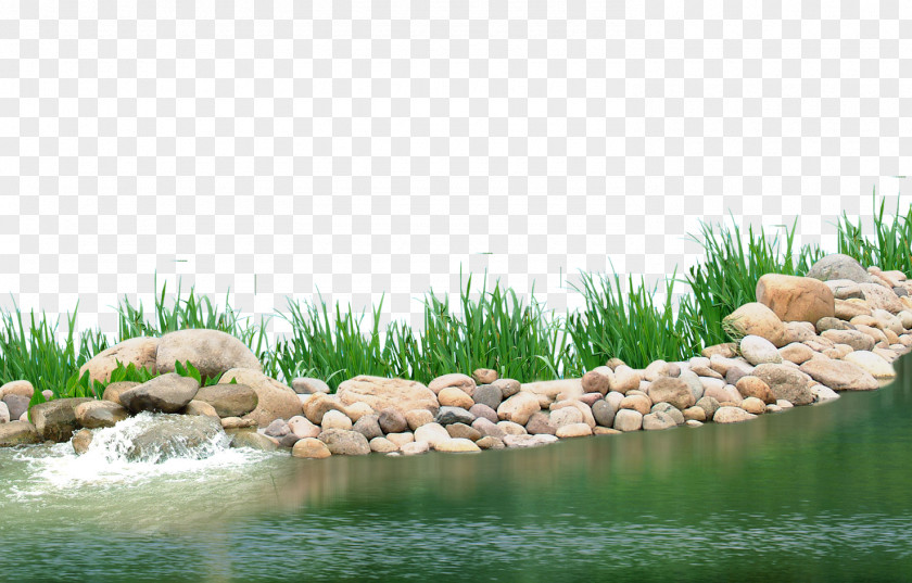 Lake Plants Pond Aquatic Plant PNG