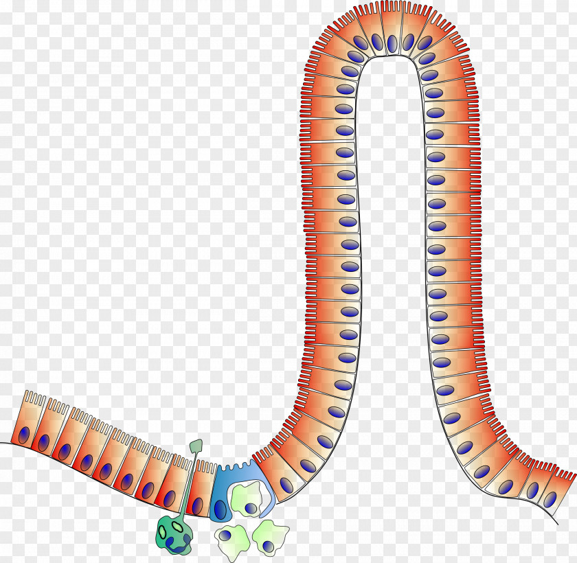 Anatomy Small Intestine Enterocyte Large Clip Art PNG