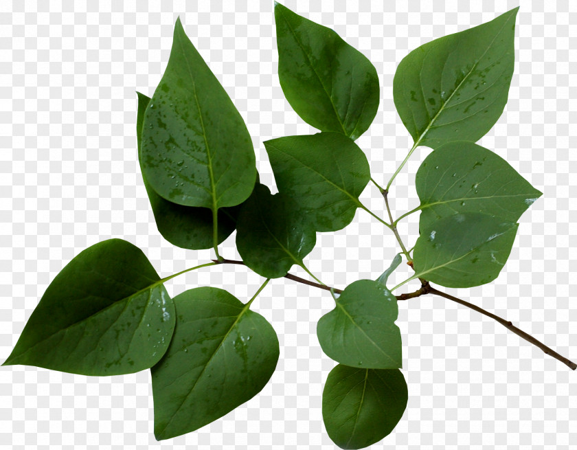 Branches Branch Leaf Tree Twig PNG