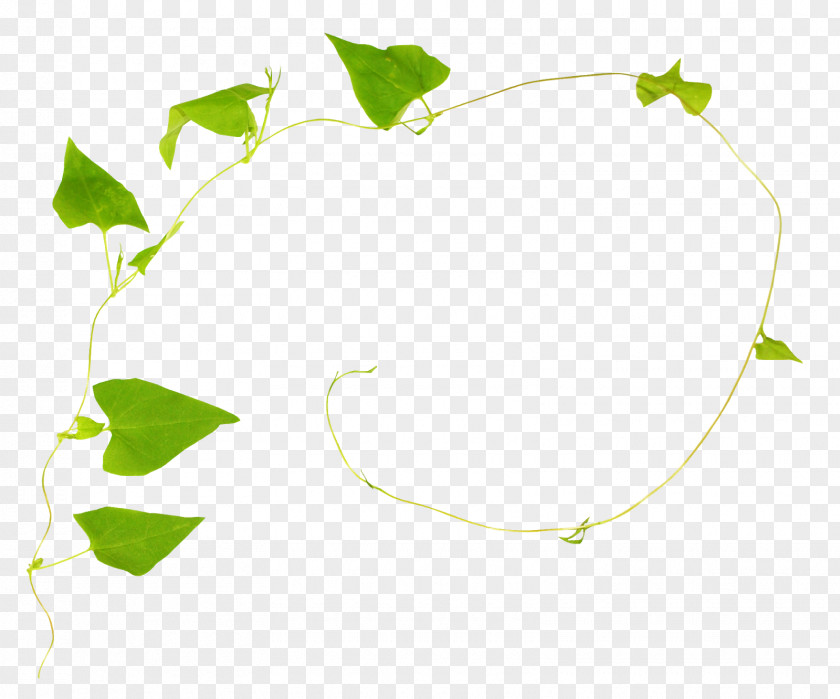 Green Poster Twig Leaf Graphics PNG