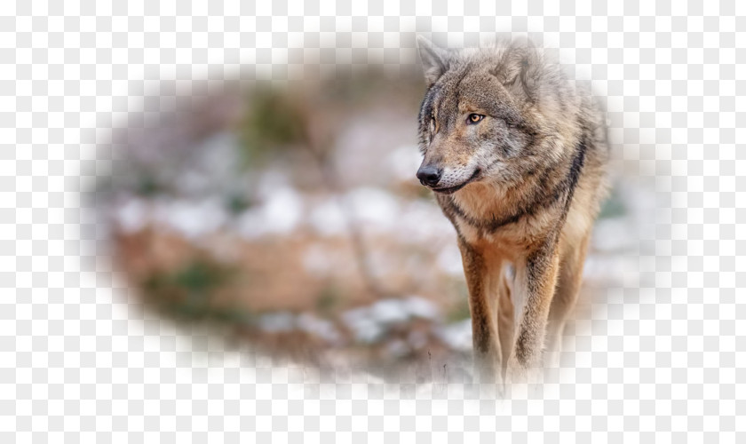 Kurt Resmi Gray Wolf Desktop Wallpaper Red Fox PNG