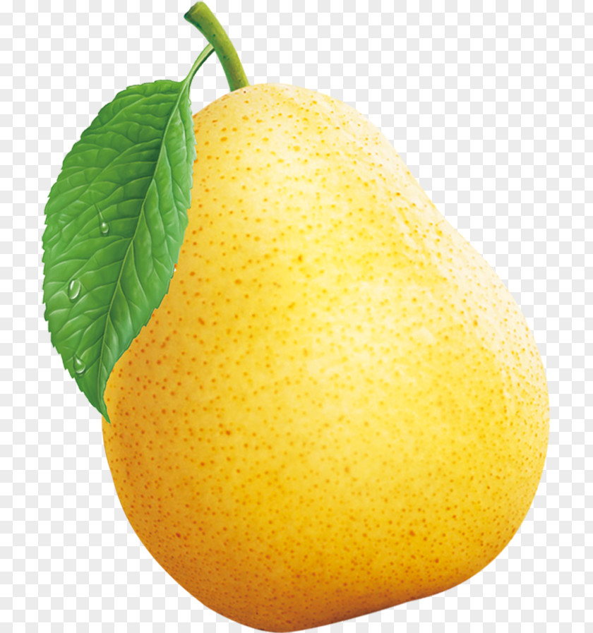 Sydney Citron Pyrus Nivalis Asian Pear Lemon PNG