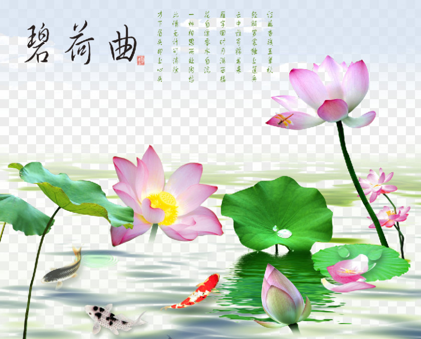 Blossoming Lotus Nelumbo Nucifera PNG