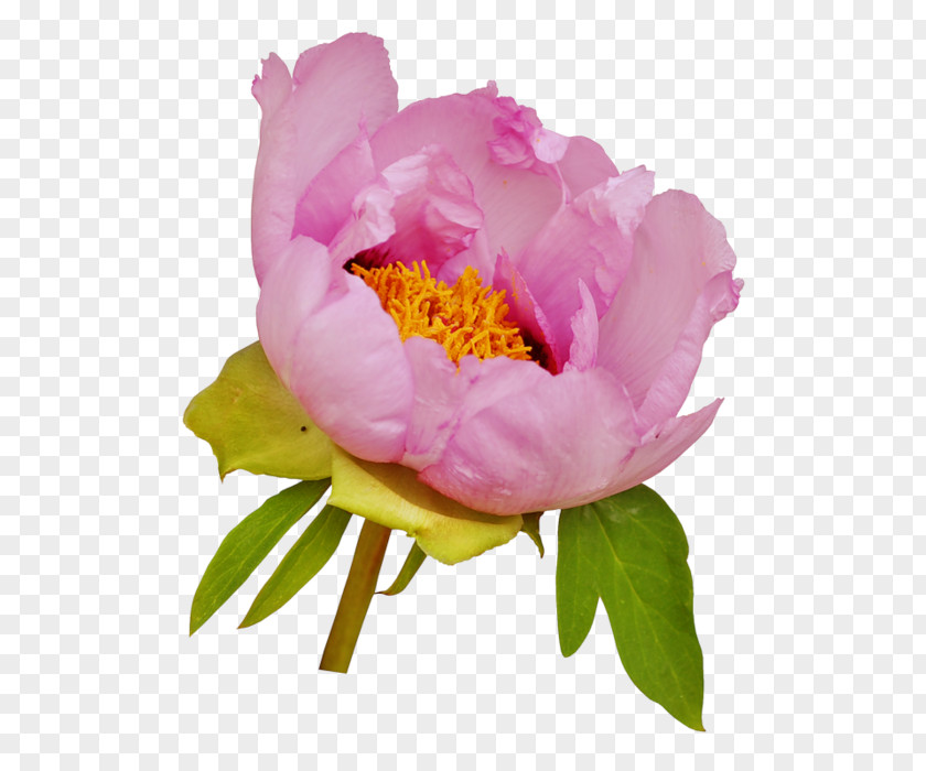 Flower Moutan Peony Clip Art Pink Flowers PNG