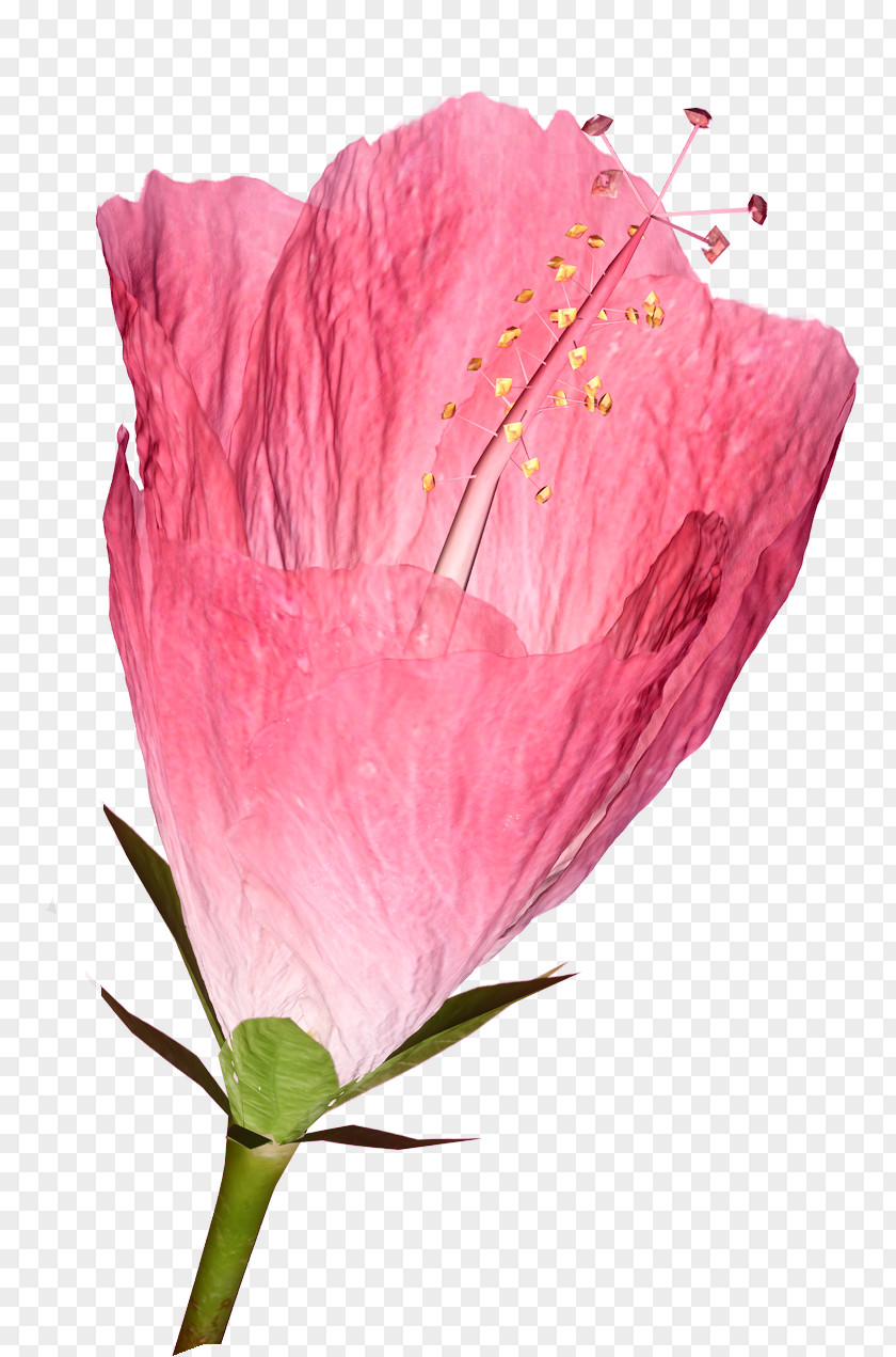 Hibiscus Flower TIFF Petal Clip Art PNG