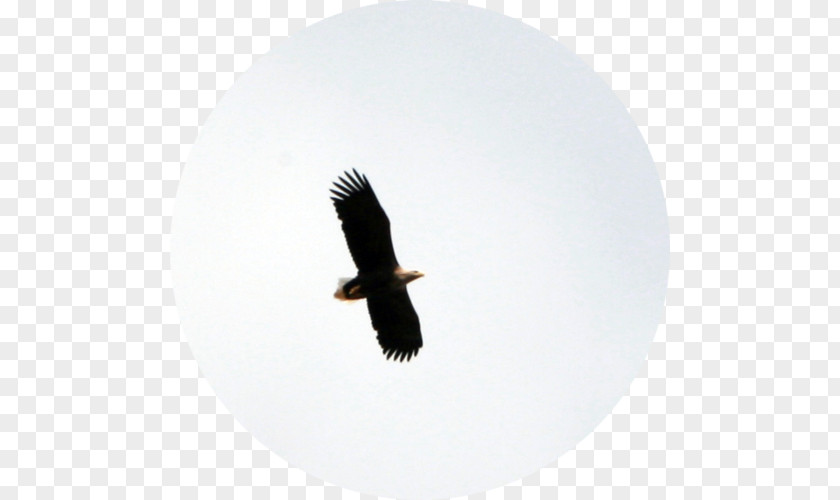 Orn Bald Eagle Fauna Vulture Beak PNG
