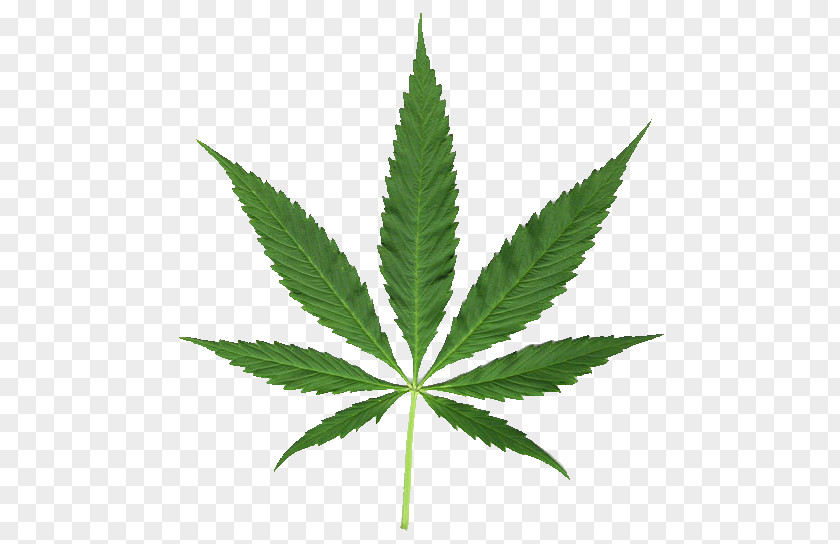 Cannabis Medical Smoking Legalization Hemp PNG