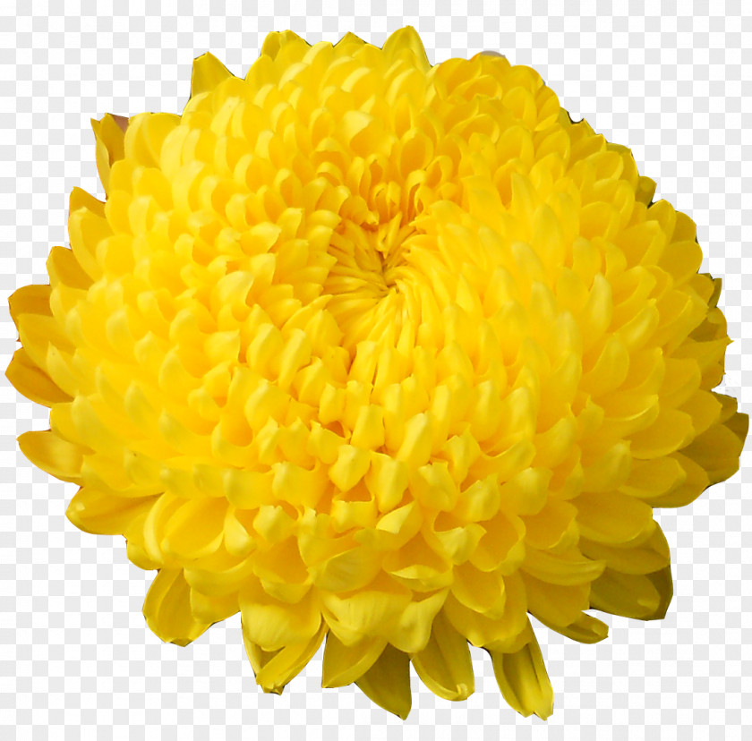 Chrysanthemum Flower Floriculture Vase Yellow PNG