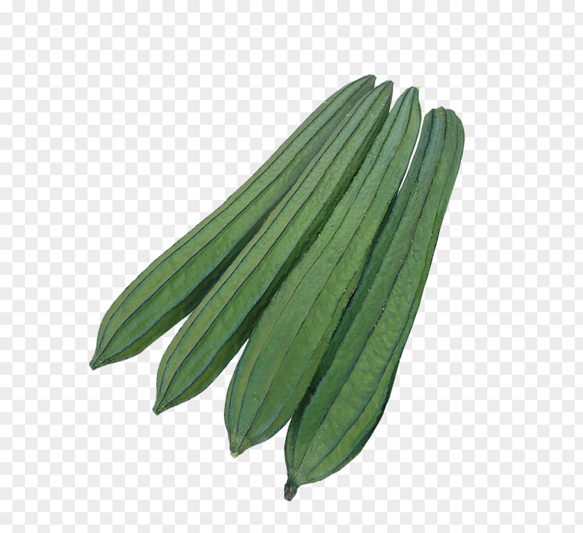 Cucumber Luffa F1 Hybrid Seed Symphony PNG