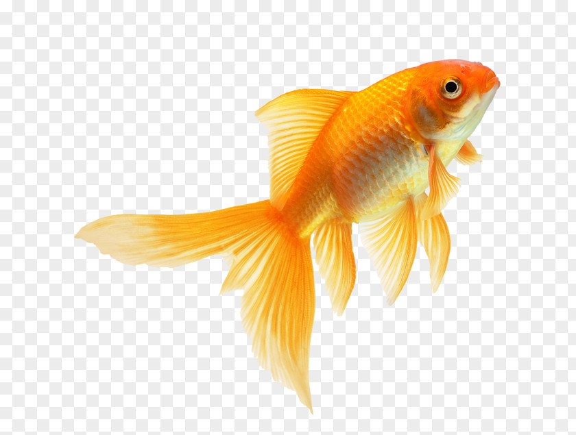 Fish The Goldfish That Jumped Fin Feeder PNG