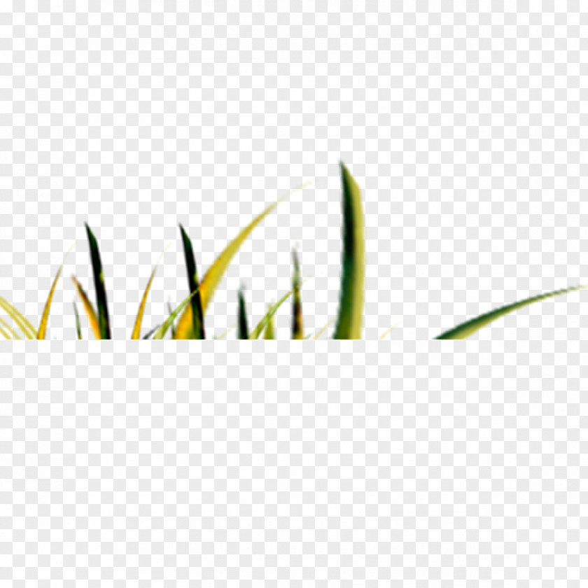 Grass Green Pattern PNG