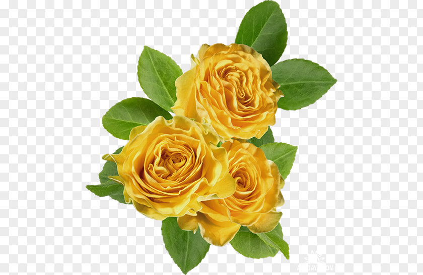 Hydrangea Roses Garden Cabbage Rose Floribunda Yellow Clip Art PNG