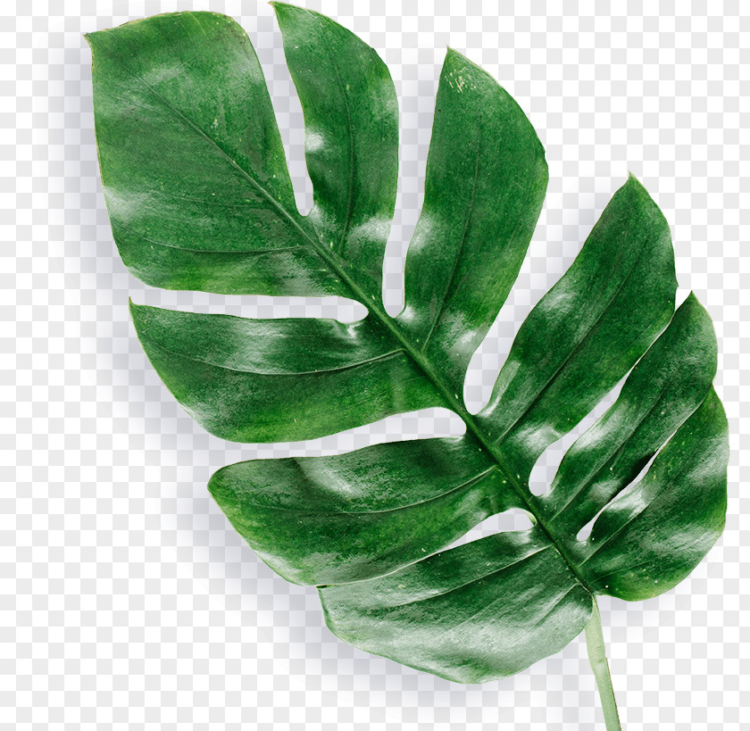 Leaf Stock Photography Arecaceae Palm-leaf Manuscript PNG