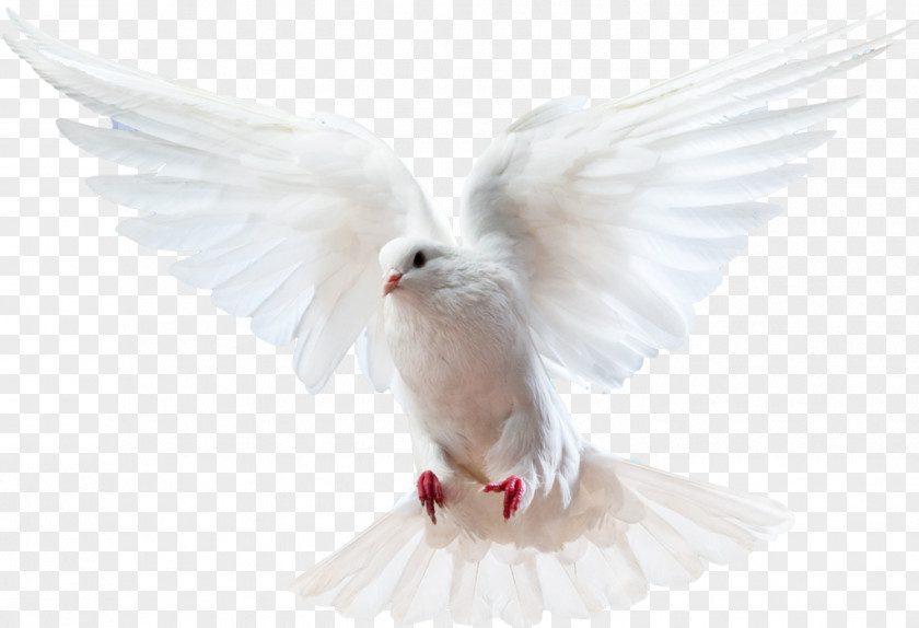 White Dove Columbidae Bird Doves As Symbols Domestic Pigeon PNG
