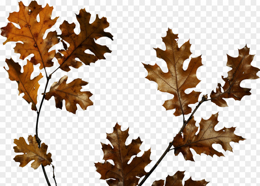 Autumn Branches Animation Clip Art PNG
