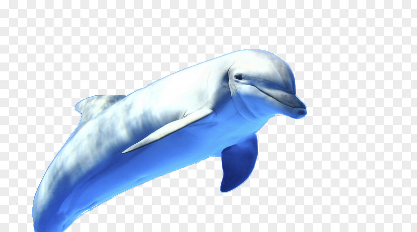 Blue Dolphin Display Resolution High-definition Television 1080p Wallpaper PNG