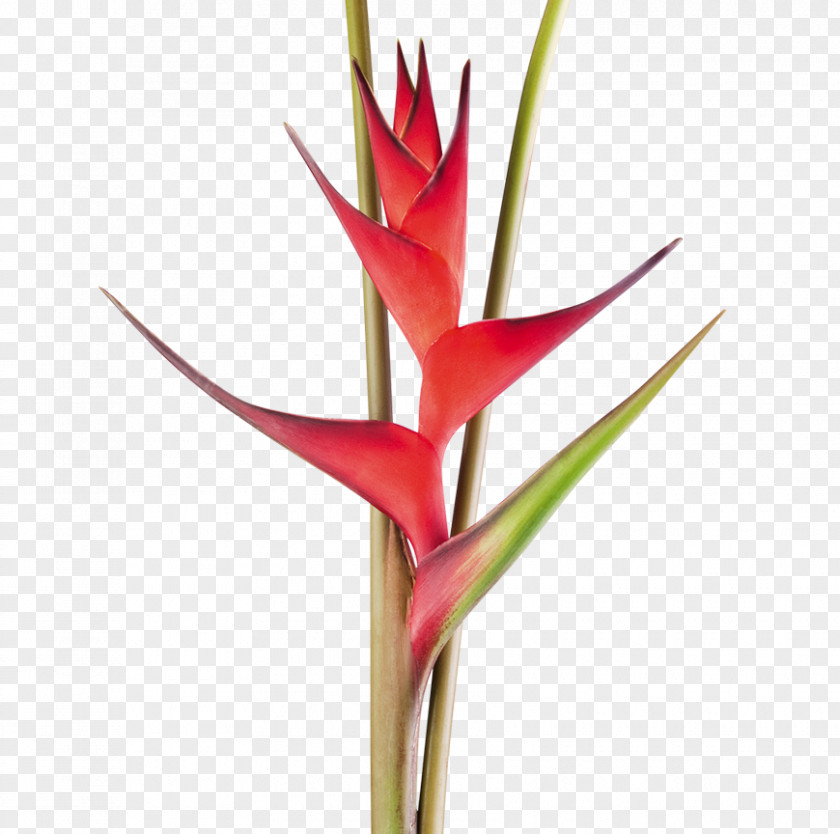 Flower Heliconia Bihai Cut Flowers Tropics Plant Stem PNG