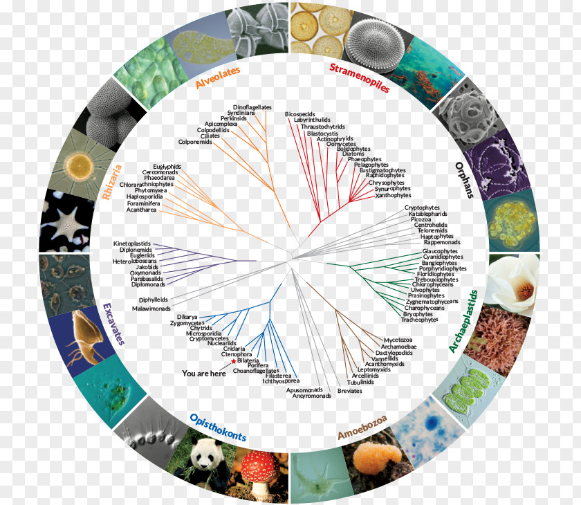 Fox No Buckle Png Diagram The Ancestor's Tale Tree Of Life Phylogenetic Biology PNG