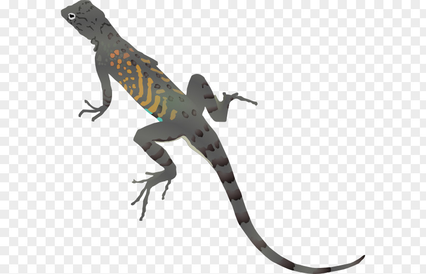Lizard Cartoon Pictures Desert Horned Texas Common Iguanas Clip Art PNG