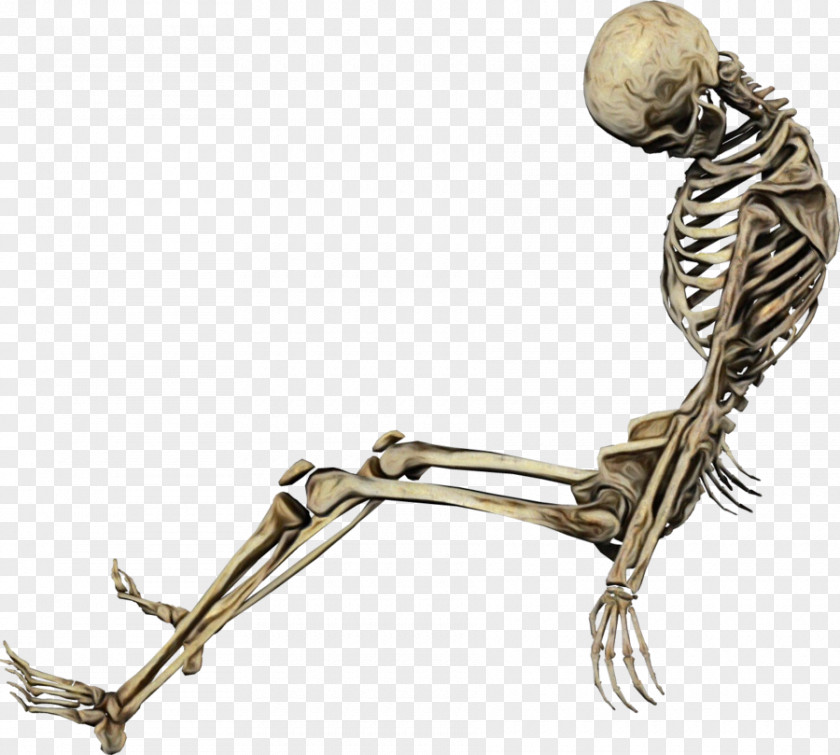 Muscle Human Body Skeleton PNG
