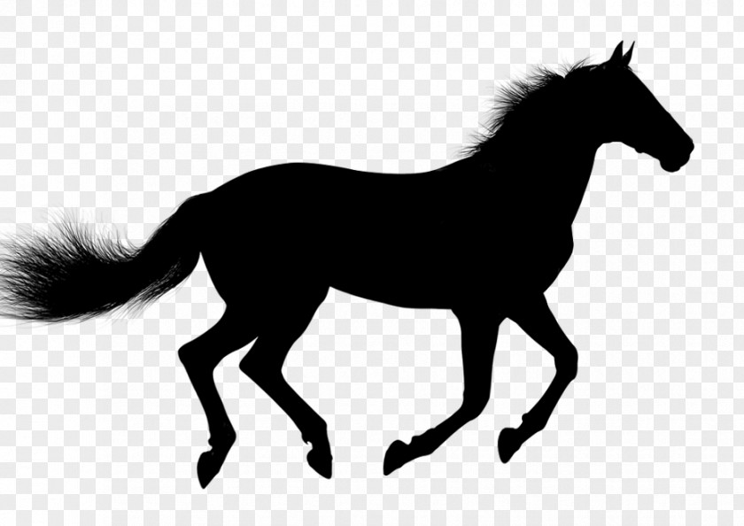 Arabian Horse Mustang Pony Clip Art Vector Graphics PNG
