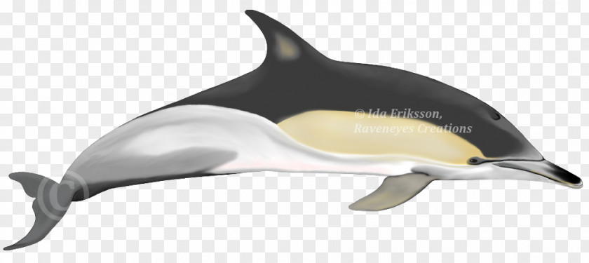Dolphin Short-beaked Common Bottlenose Tucuxi Rough-toothed White-beaked PNG