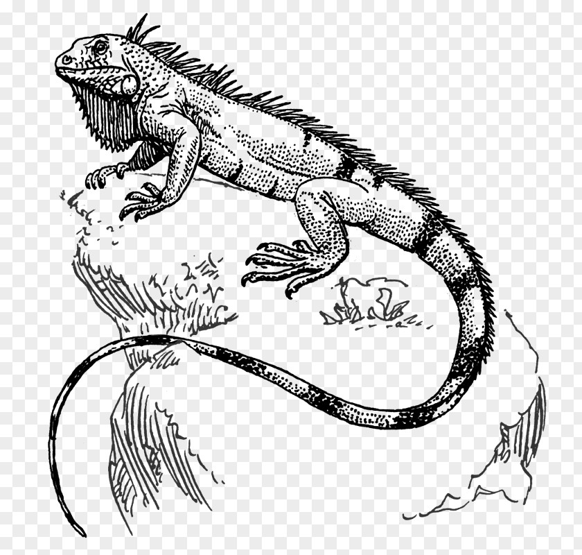 Lizard Green Iguana Reptile Drawing PNG
