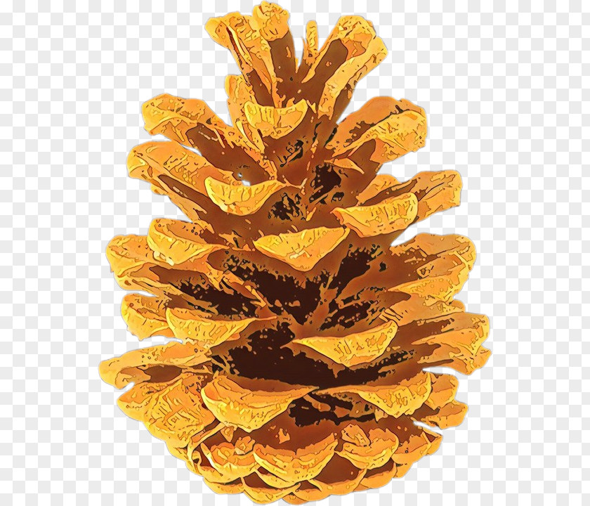 Lodgepole Pine Conifer Yellow Tree Plant Leaf PNG