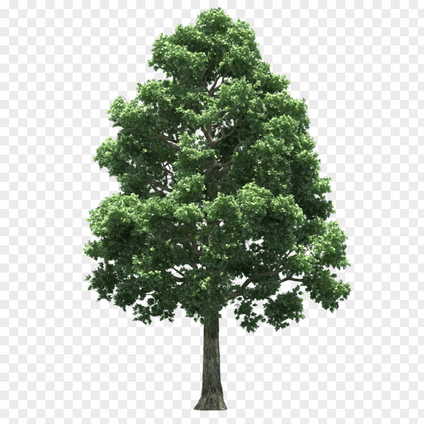 Show Tree Clip Art PNG