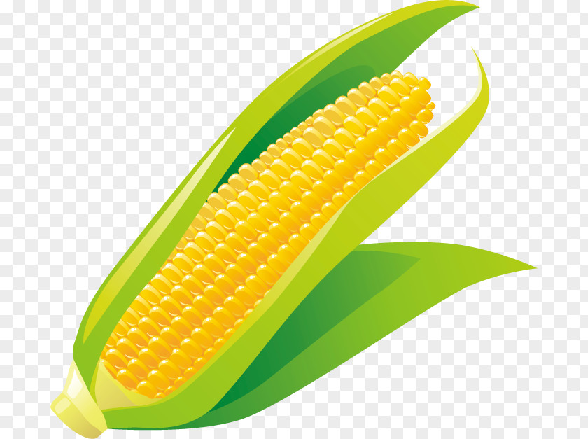 3g Summer Special Privileges Corn On The Cob Corncob Maize PNG